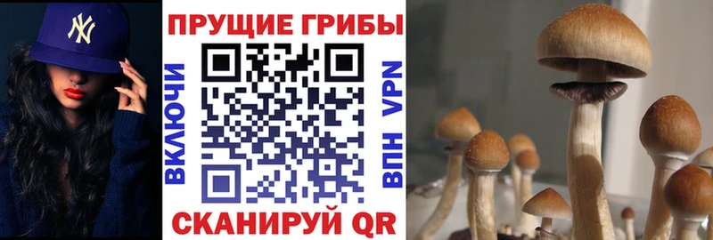 закладки  Белая Холуница  Галлюциногенные грибы Magic Shrooms 